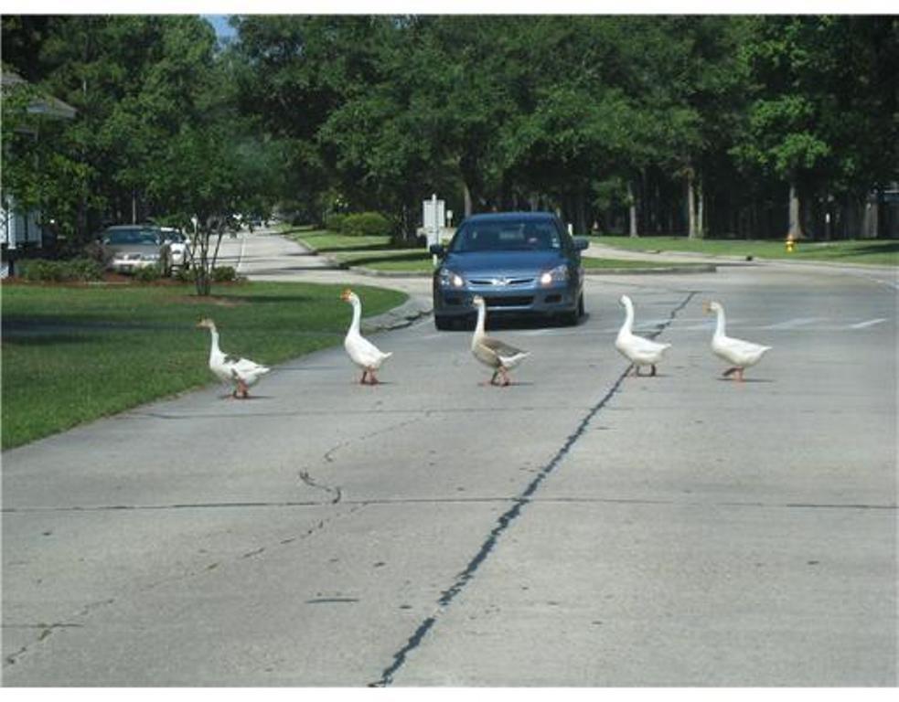 152 Trace Loop Mandeville, LA 70448 - Photo 19 of 22