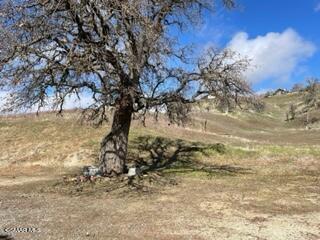 23381 Angus Court Tehachapi, CA 93561 - Photo 6 of 8 a view of a yard with a tree