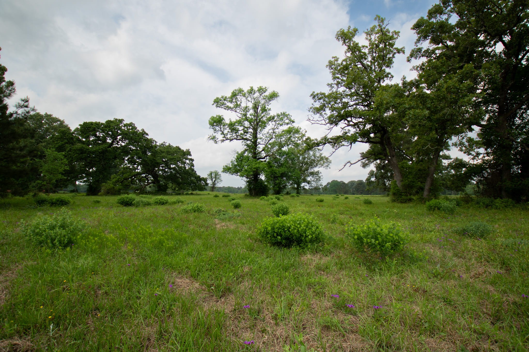 934 Jones Road New Waverly, TX 77358 - Photo 4 of 6 a view of garden with trees