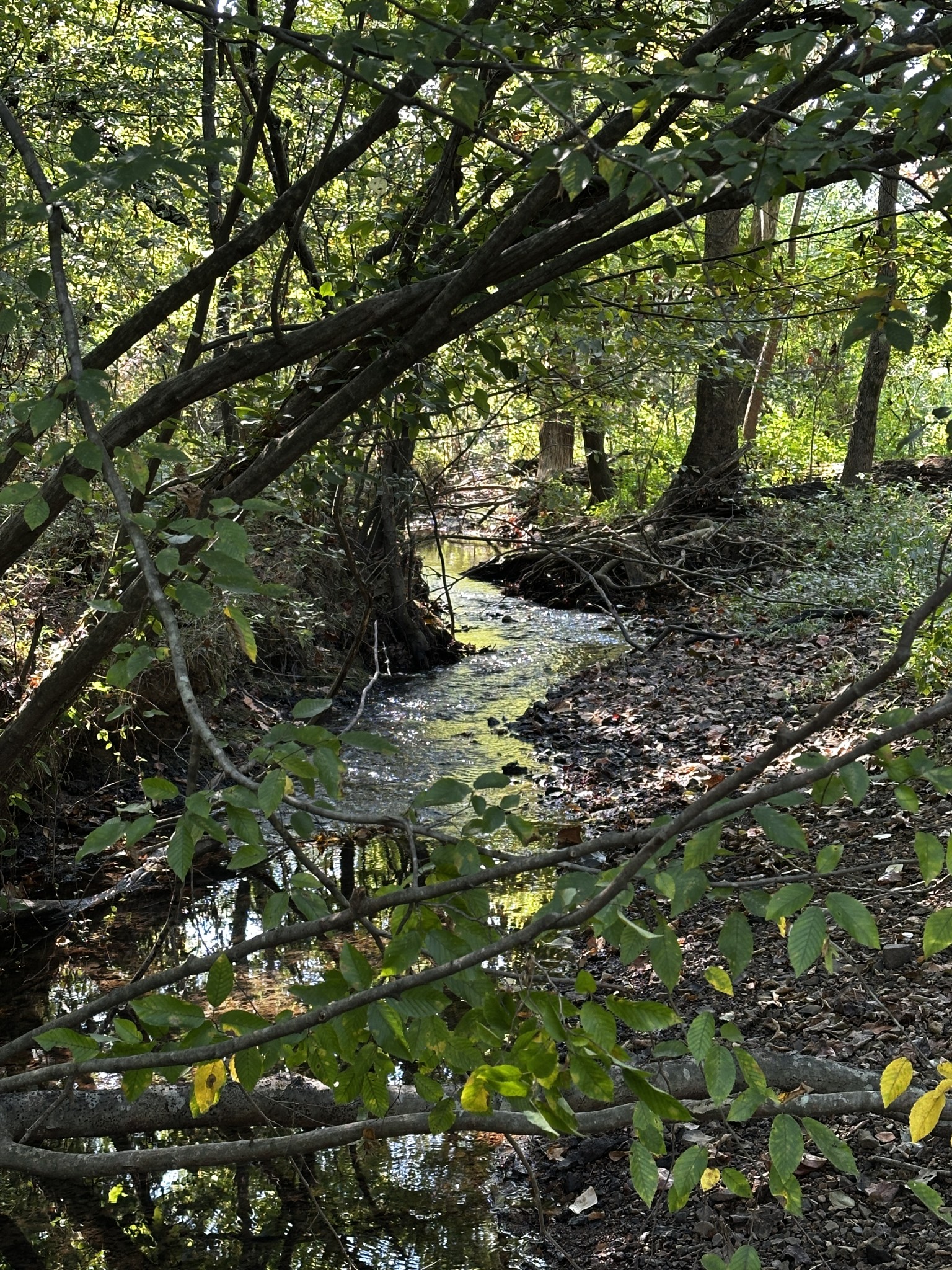 158 Big Springs Road Lawrenceburg, TN 38464 - Photo 49 of 54 a view of outdoor space