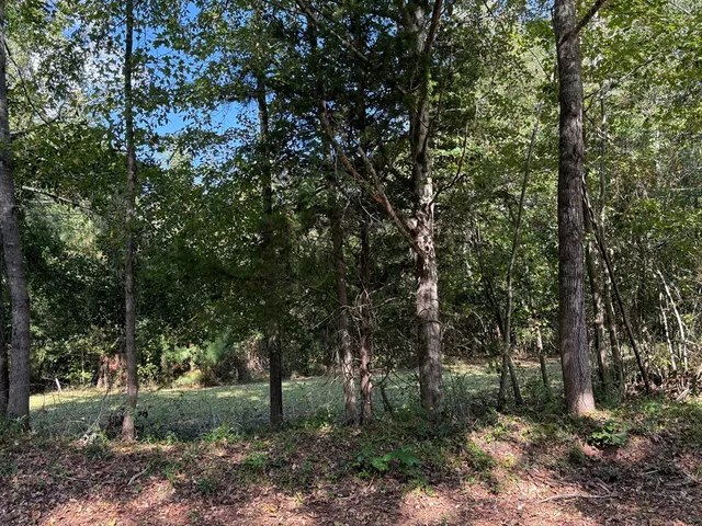 a view of a forest with trees in the background