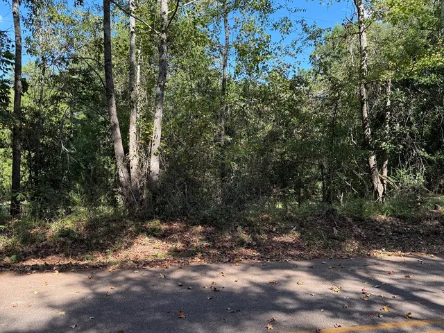 a view of a forest with trees in the background