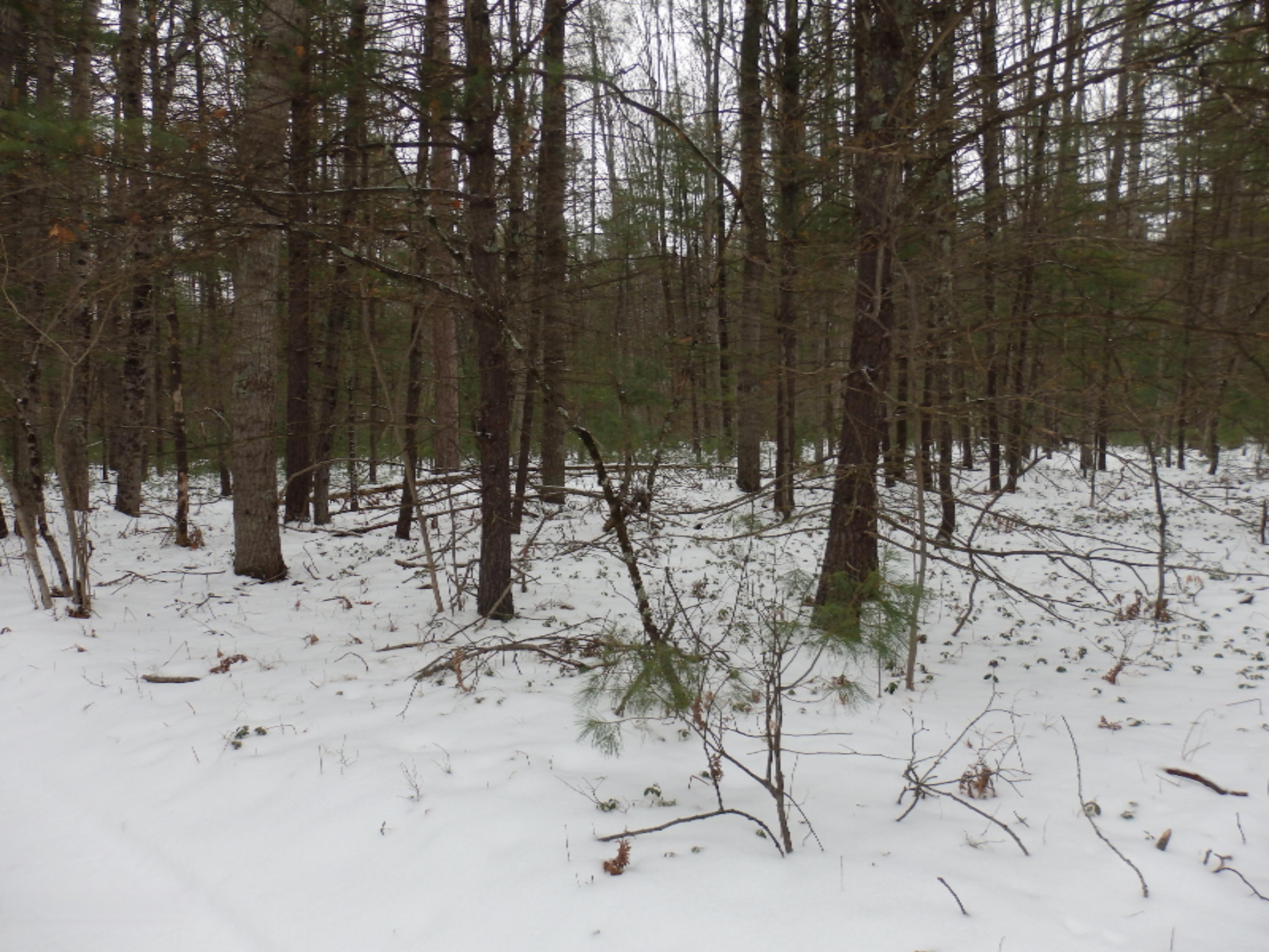 North Huff Parcel B Road Wellston, MI 49689 - Photo 16 of 24 P1242808