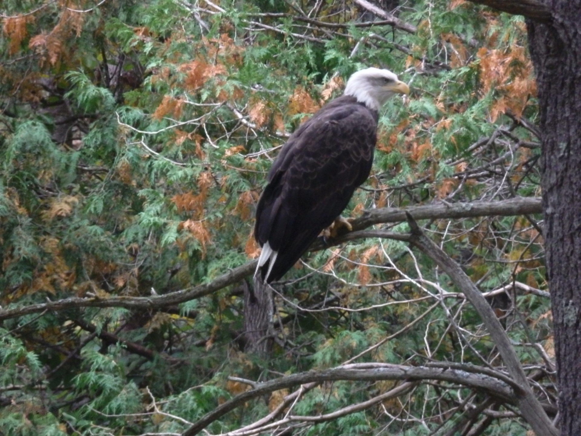 North Huff Parcel B Road Wellston, MI 49689 - Photo 7 of 24 Bald Eagle