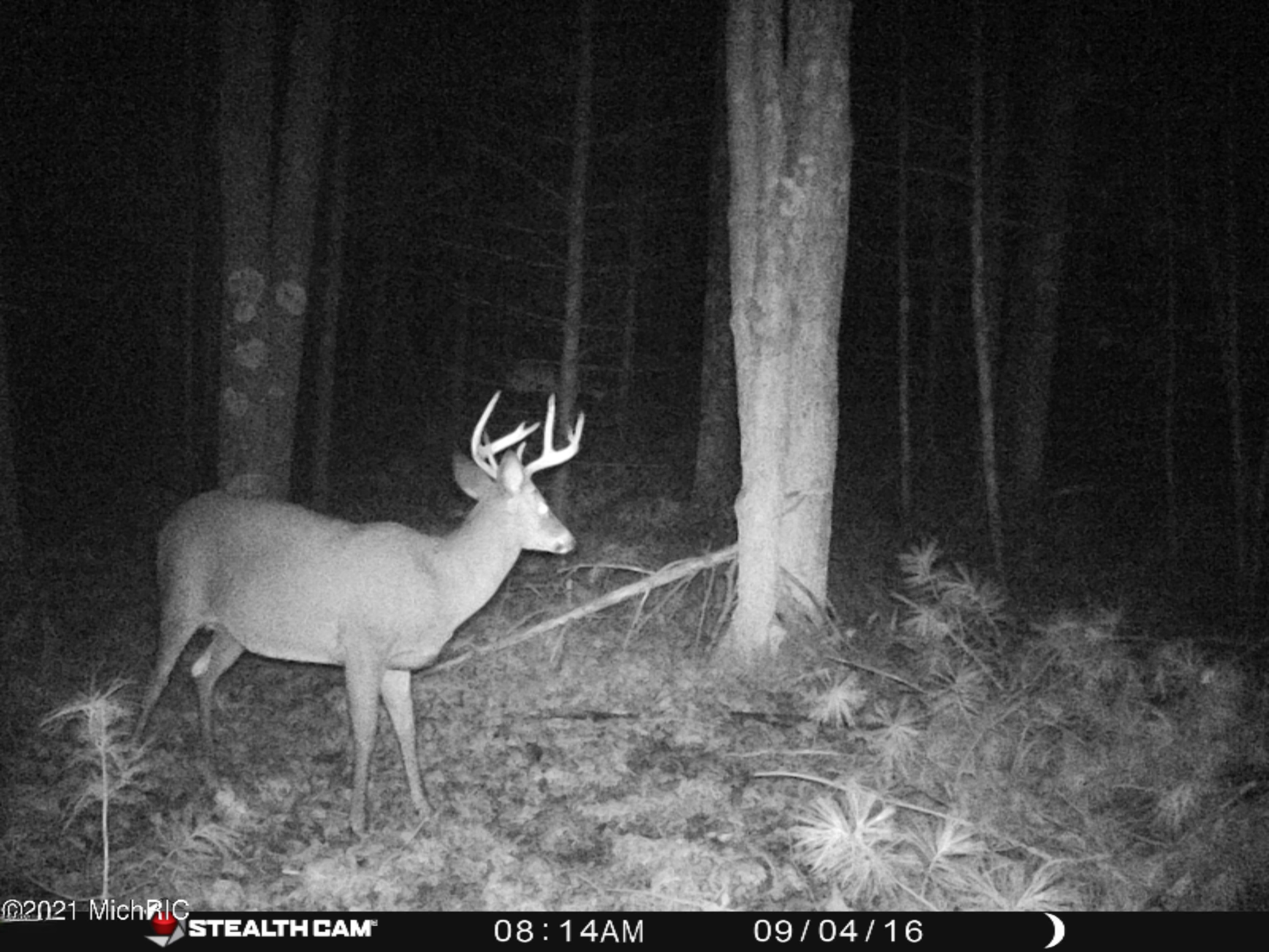 North Huff Parcel B Road Wellston, MI 49689 - Photo 8 of 24 Buck