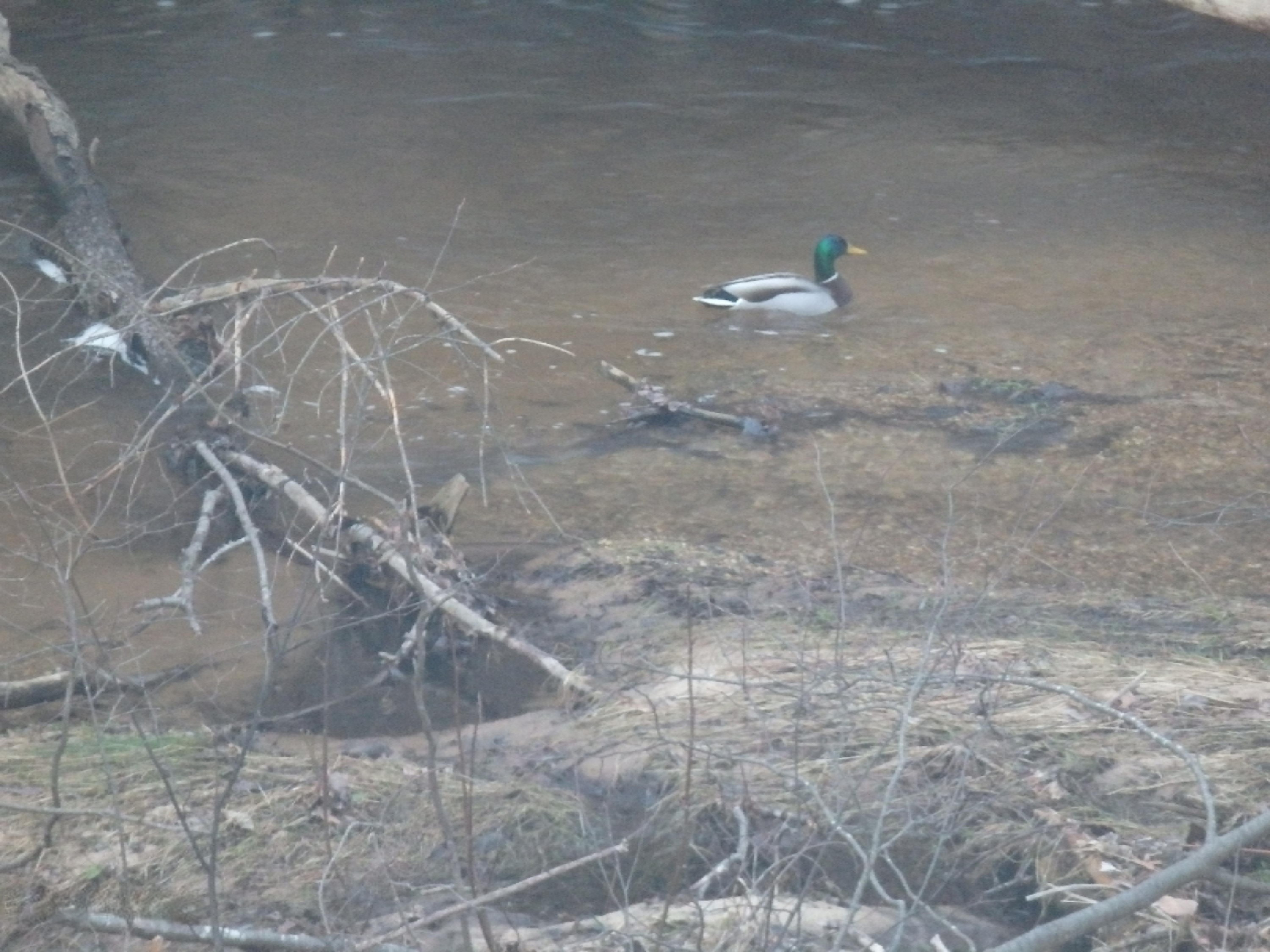 North Huff Parcel B Road Wellston, MI 49689 - Photo 9 of 24 Duck in Creek