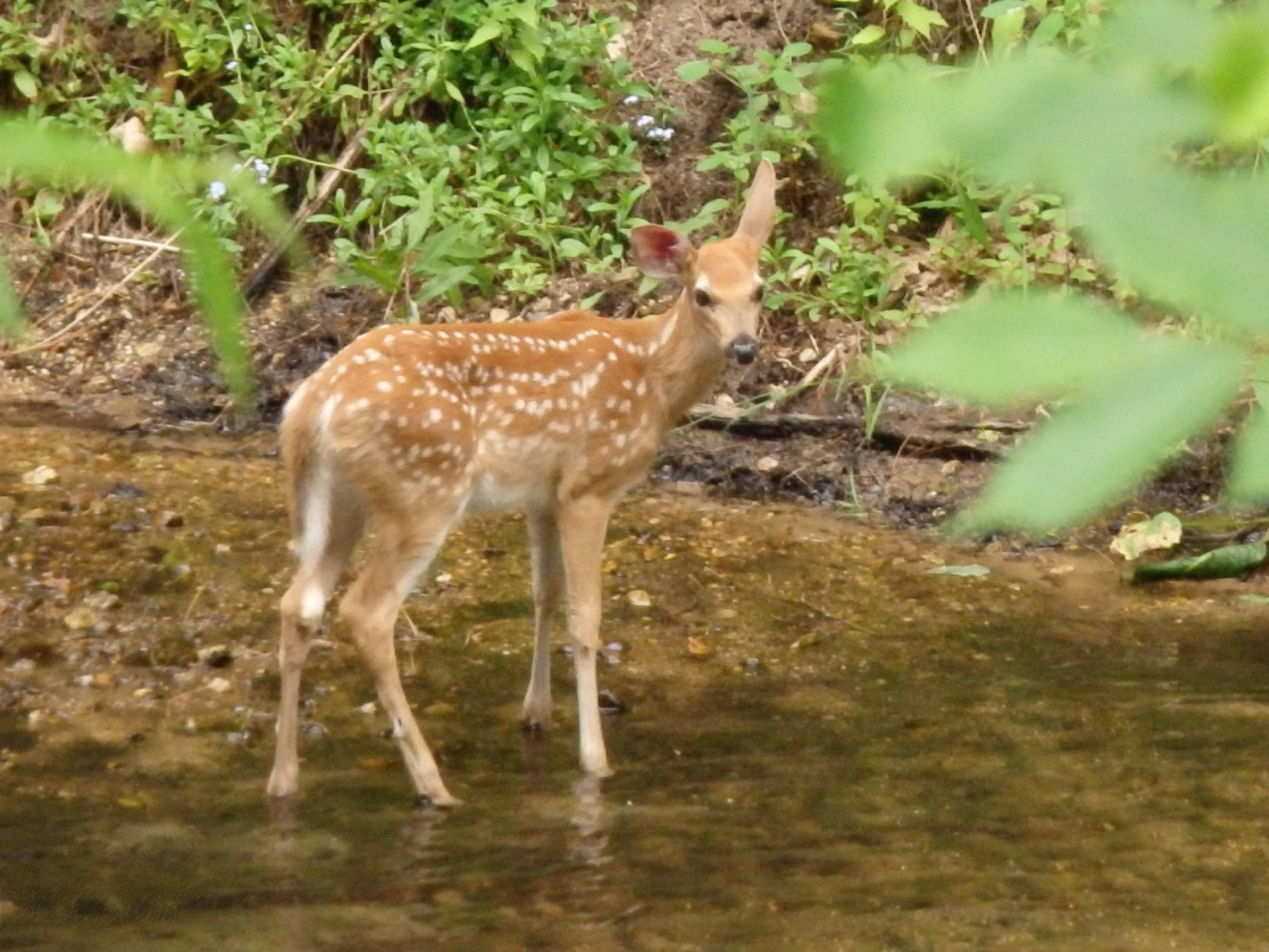 North Huff Parcel B Road Wellston, MI 49689 - Photo 10 of 24 Fawn in Creek
