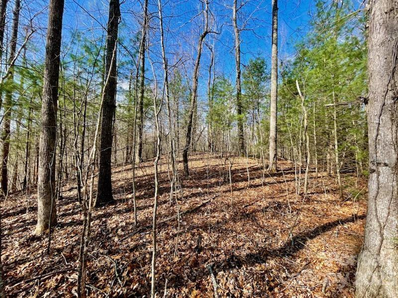5.11-acres Penland Road Spruce Pine, NC 28777 - Photo 12 of 19 a view of a park with large trees