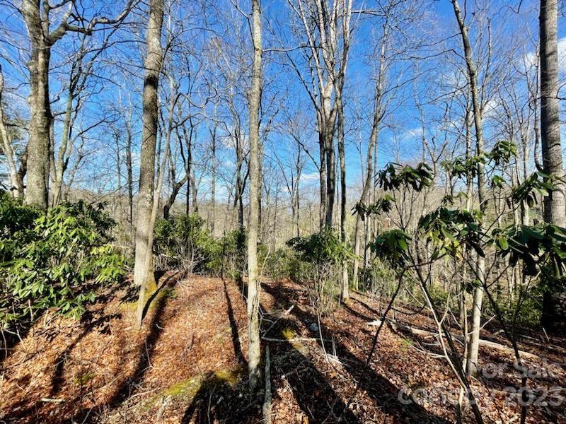 5.11-acres Penland Road Spruce Pine, NC 28777 - Photo 13 of 19 a view of a yard with plants and trees