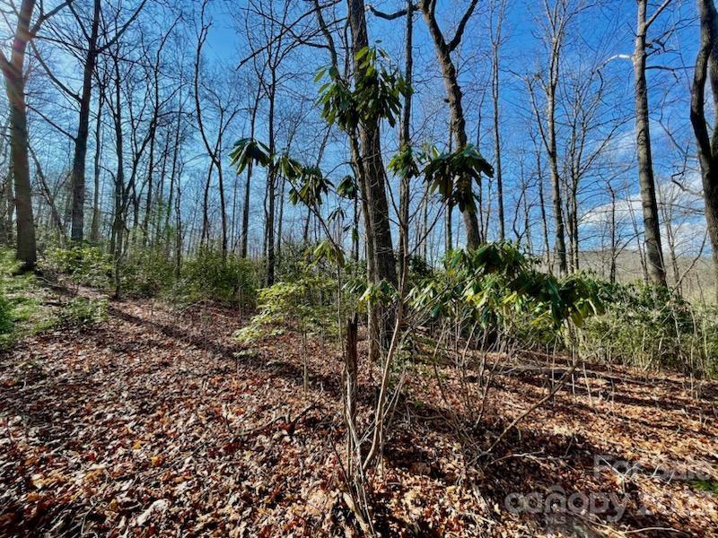 5.11-acres Penland Road Spruce Pine, NC 28777 - Photo 15 of 19 a view of backyard with palm trees