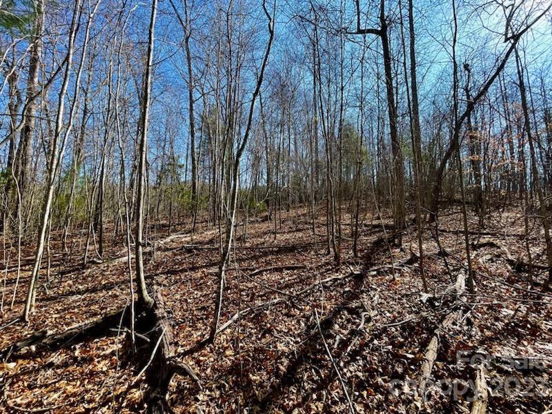 5.11-acres Penland Road Spruce Pine, NC 28777 - Photo 16 of 19 a view of a forest with trees