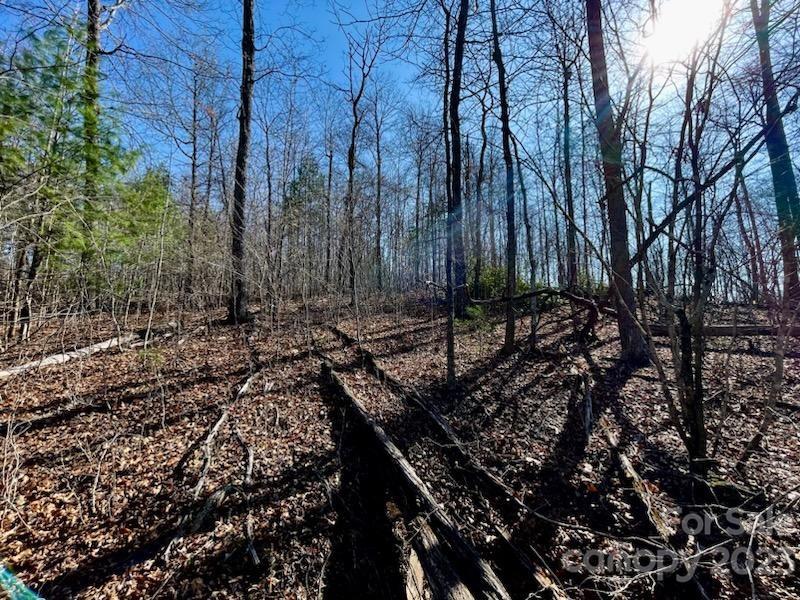 5.11-acres Penland Road Spruce Pine, NC 28777 - Photo 17 of 19 a view of a forest with a tree