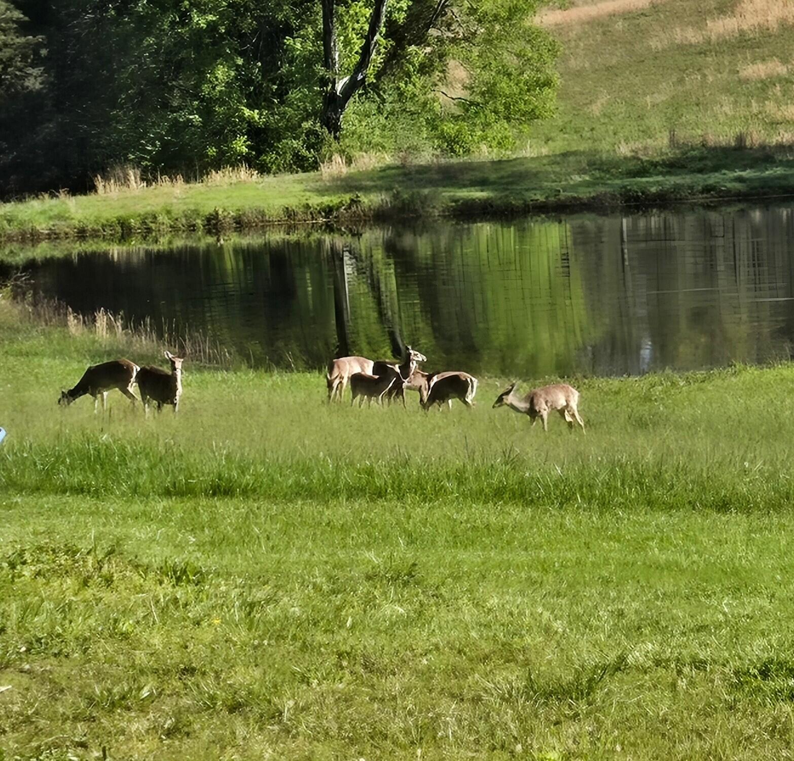 0 John Burch Road West, Unit A Dunlap, TN 37327 - Photo 14 of 29 5. Pond with deer