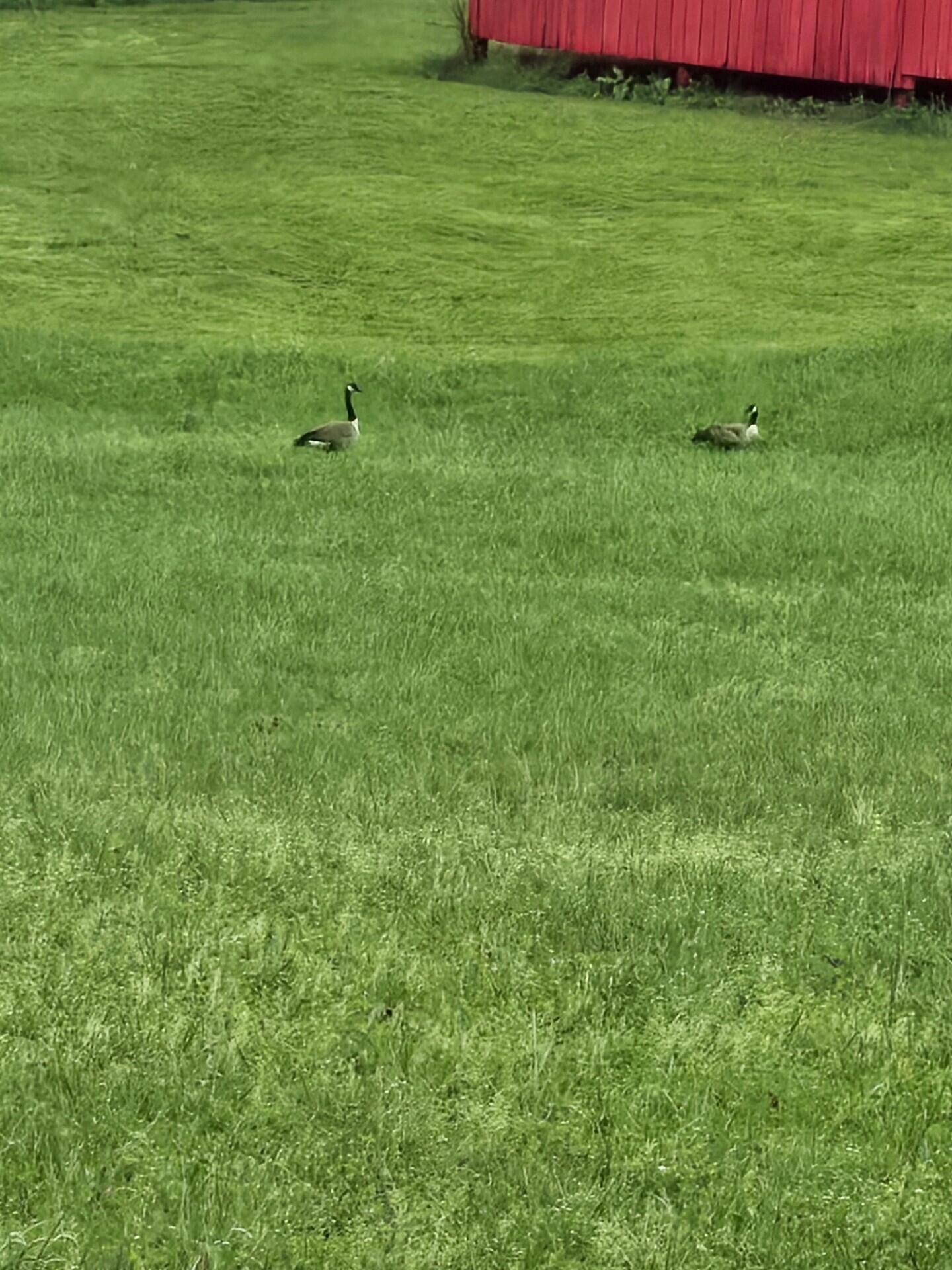 0 John Burch Road West, Unit A Dunlap, TN 37327 - Photo 9 of 29 4. Geese