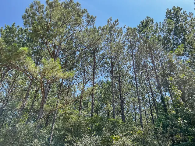 a view of a forest with lush green forest