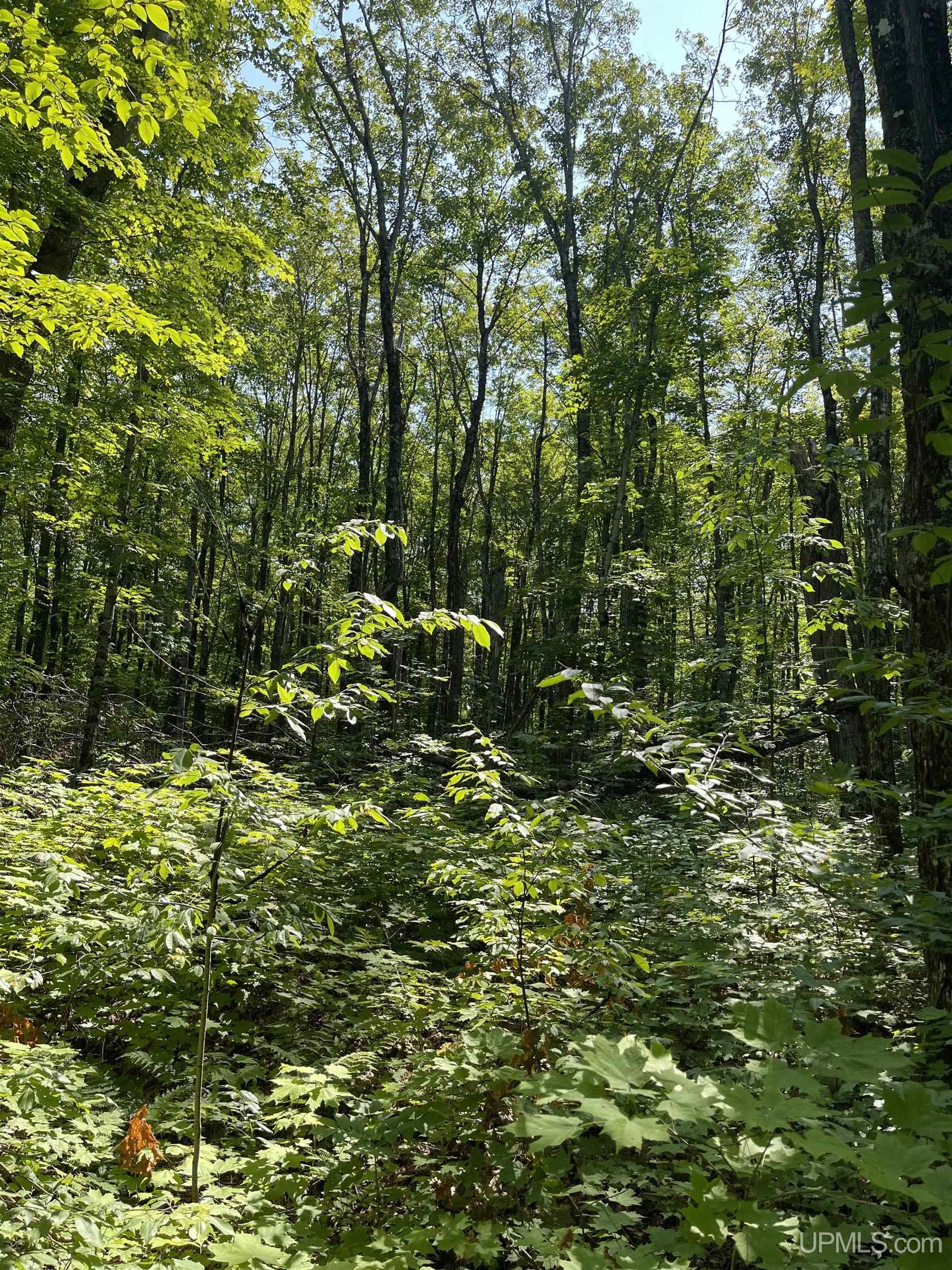 Tbd Tbd Sand Island Road Bessemer, MI 49911 - Photo 4 of 10
