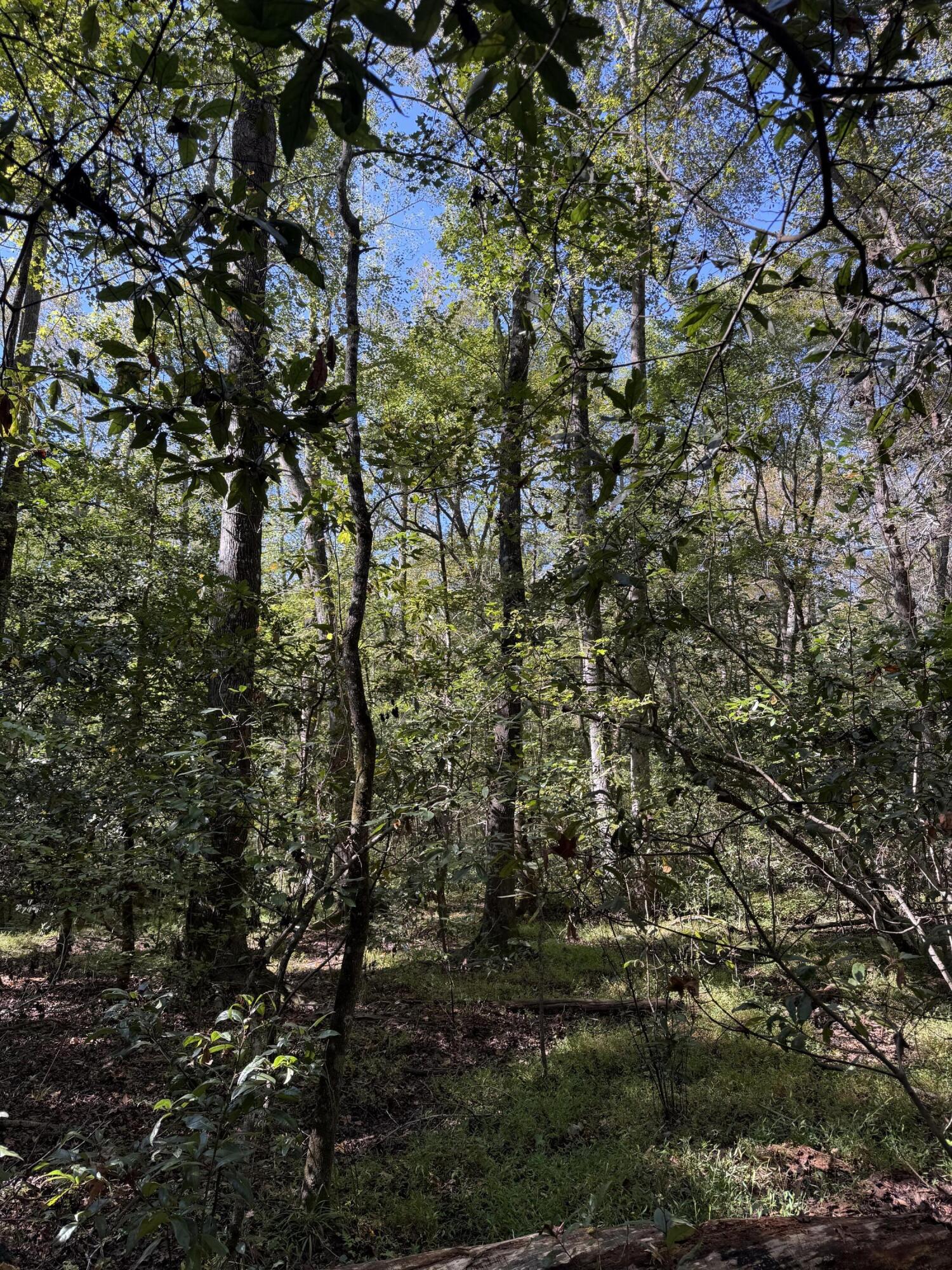 Tbd Mt Beulah Road Windsor, SC 29856 - Photo 7 of 9