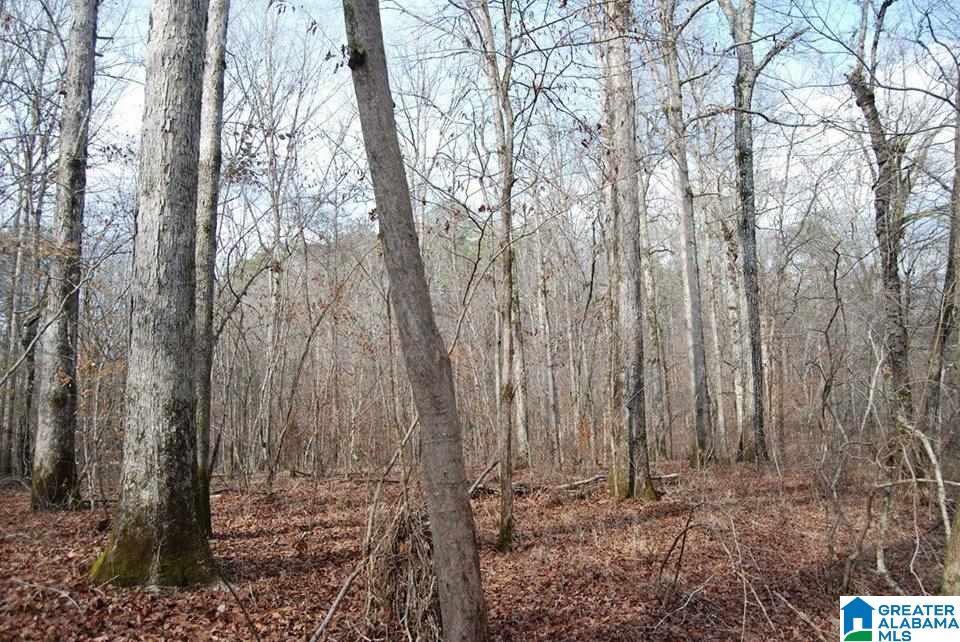 79 Highway 79, Unit 43 Remlap, AL 35133 - Photo 2 of 6