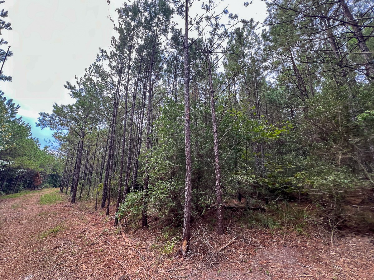 1 Fm 1987 Corrigan, TX 75939 - Photo 14 of 17 a view of a forest that has large trees