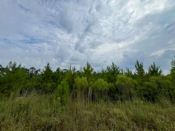 a view of a lush green space in a lake