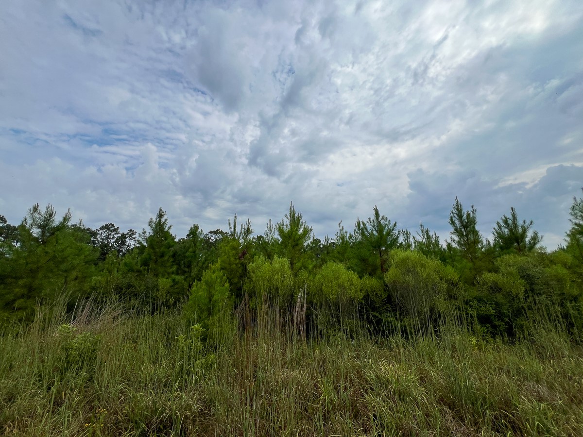 1 Fm 1987 Corrigan, TX 75939 - Photo 15 of 17 a view of a lush green space in a lake