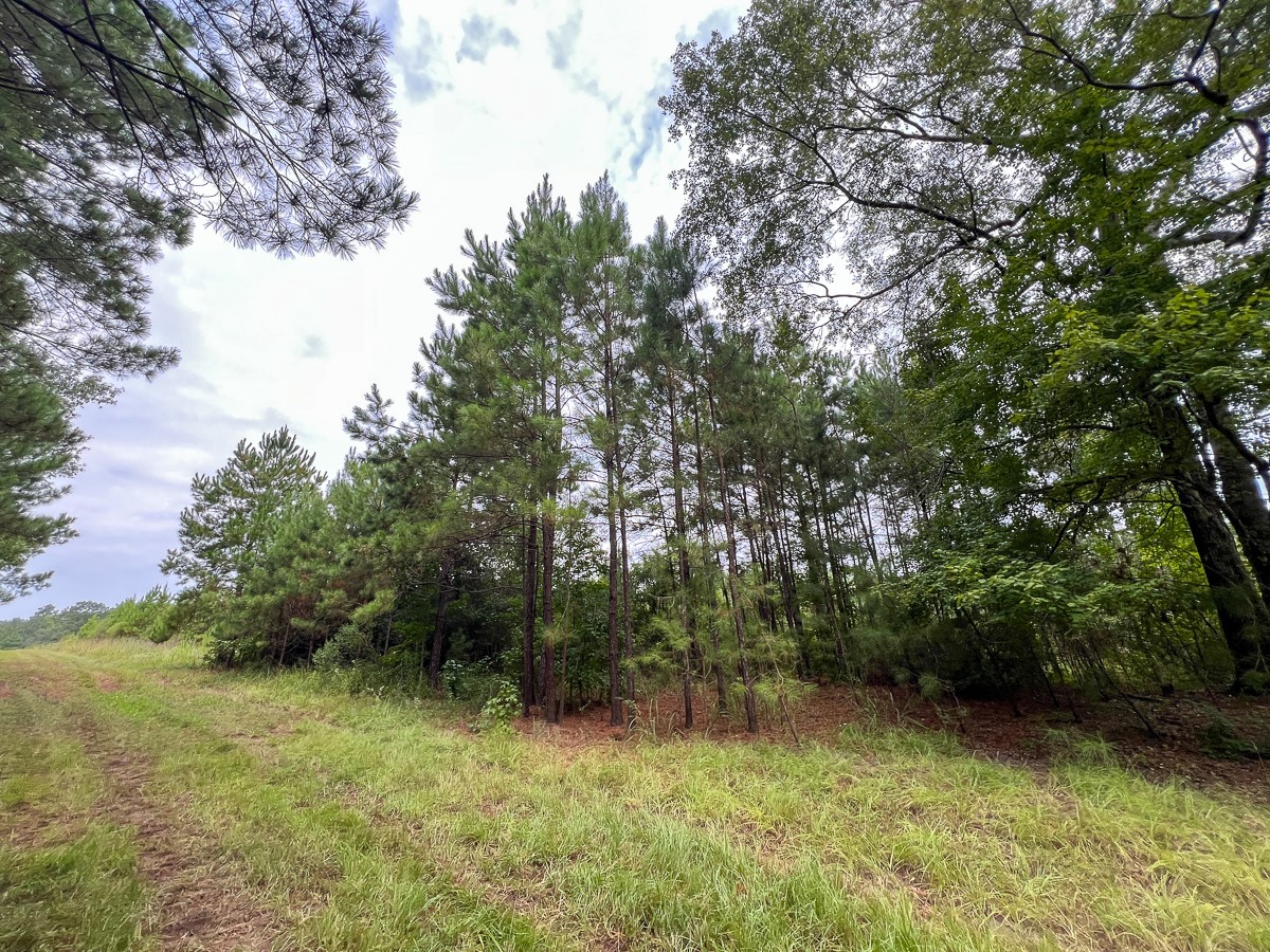 1 Fm 1987 Corrigan, TX 75939 - Photo 7 of 17 a view of a yard