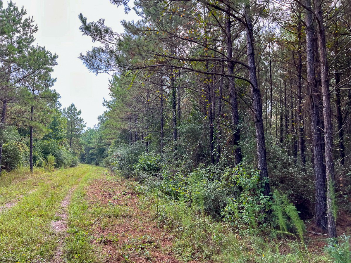 1 Fm 1987 Corrigan, TX 75939 - Photo 9 of 17 a big yard with lots of green space and trees