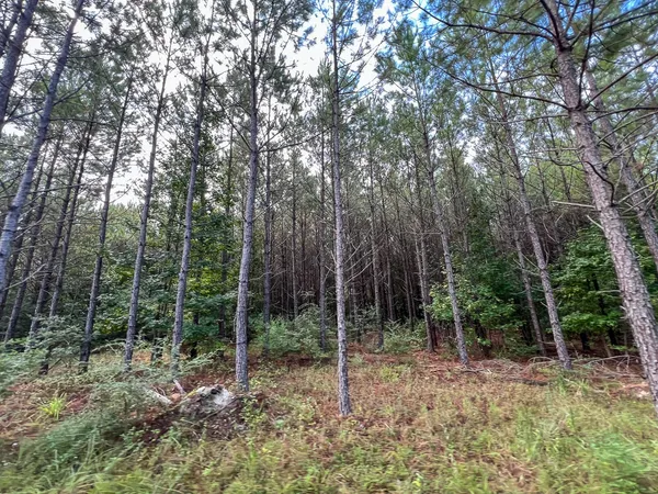 a view of outdoor space and trees