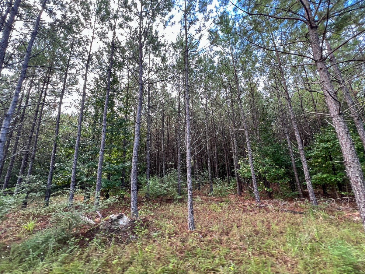 1 Fm 1987 Corrigan, TX 75939 - Photo 10 of 17 a view of outdoor space and trees