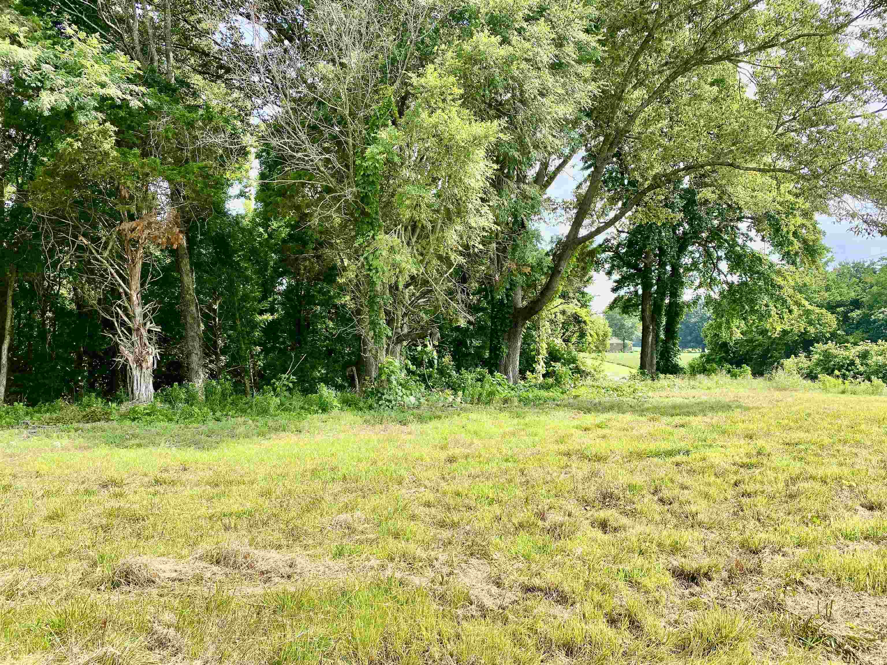475 Fertile Valley Road Somerville, TN 38068 - Photo 3 of 21 a view of a yard with a trees