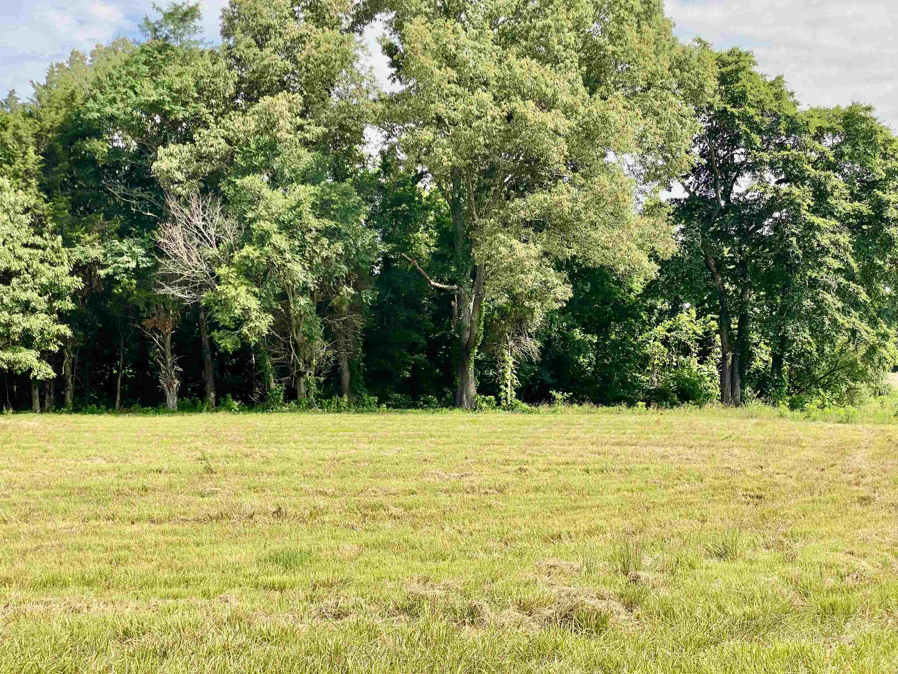475 Fertile Valley Road Somerville, TN 38068 - Photo 4 of 21 a view of a yard with a trees