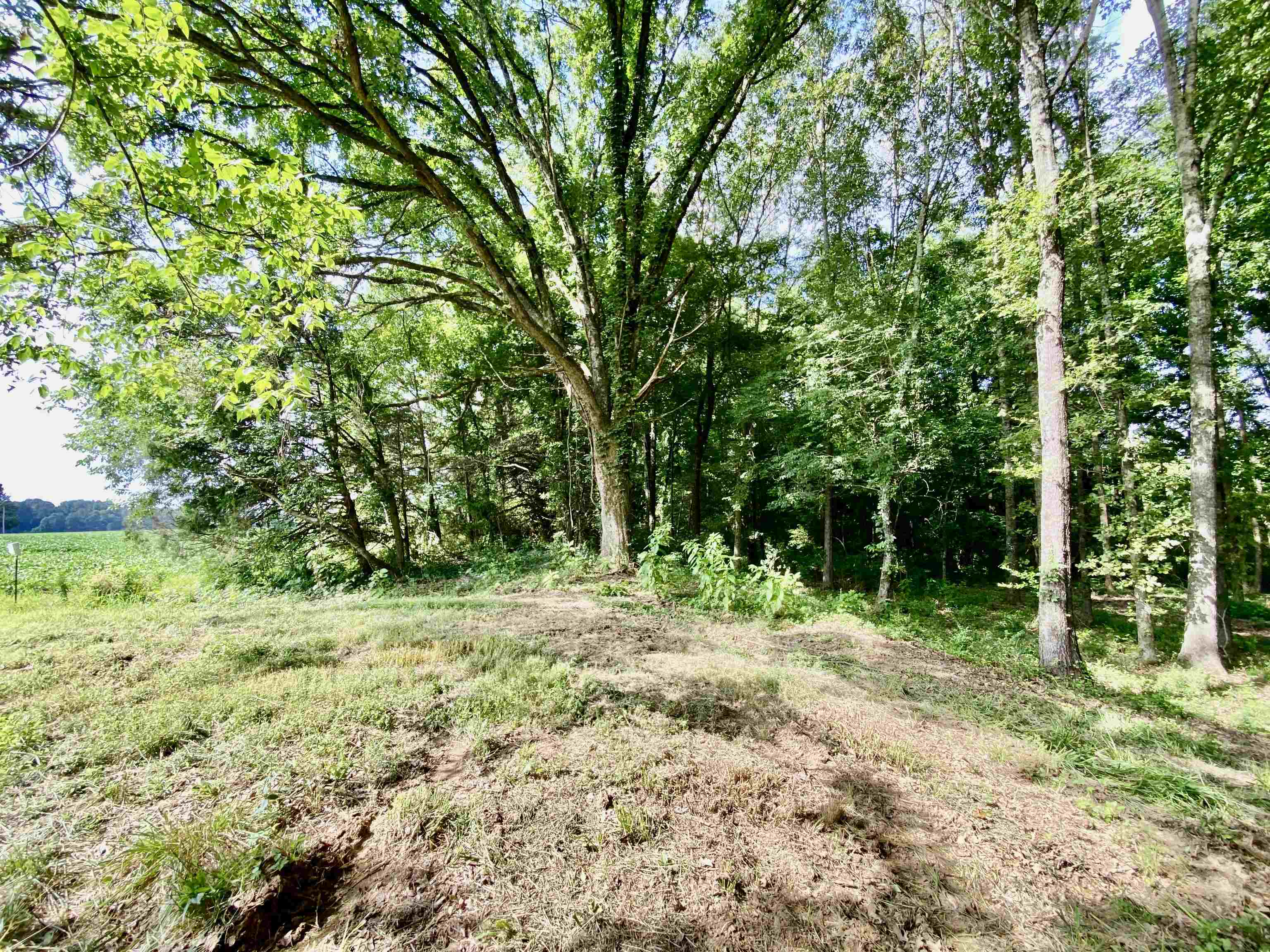 475 Fertile Valley Road Somerville, TN 38068 - Photo 8 of 21 a big yard with lots of green space and trees in the back