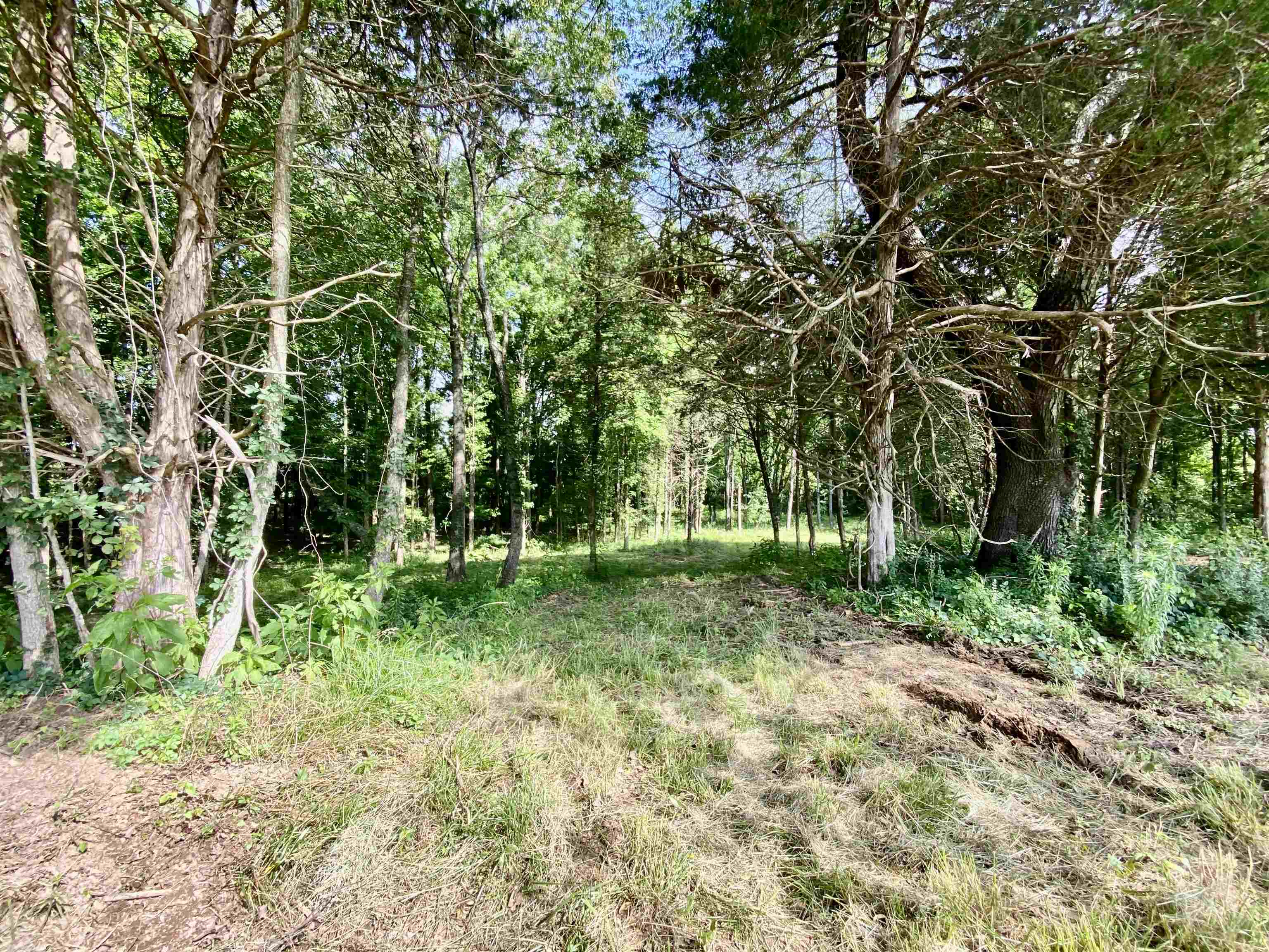 475 Fertile Valley Road Somerville, TN 38068 - Photo 9 of 21 a view of backyard with green space