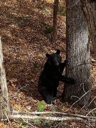 a view of a two large window in a yard