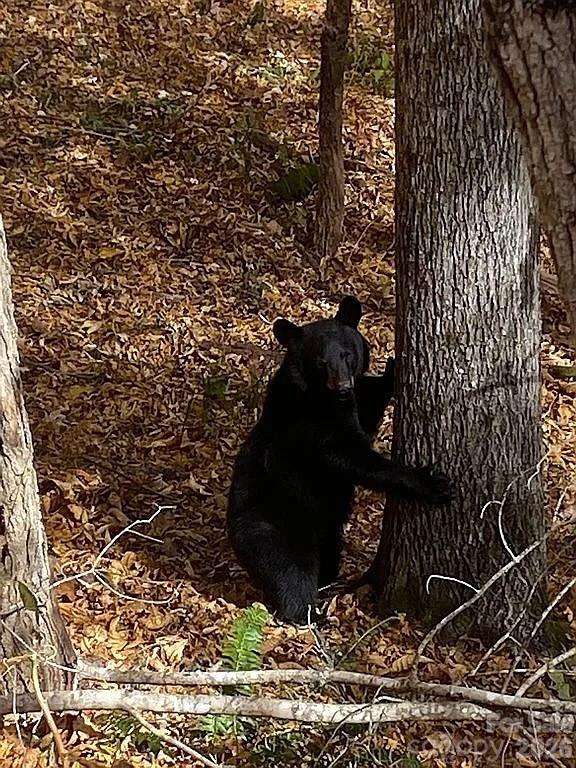 109 Emerald Ridge Road Sapphire, NC 28774 - Photo 32 of 41