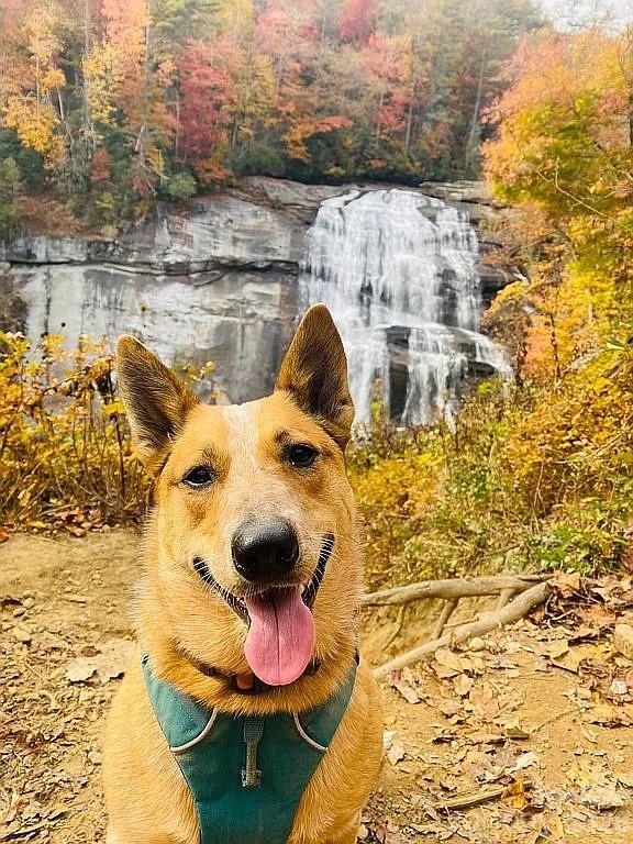 109 Emerald Ridge Road Sapphire, NC 28774 - Photo 41 of 41