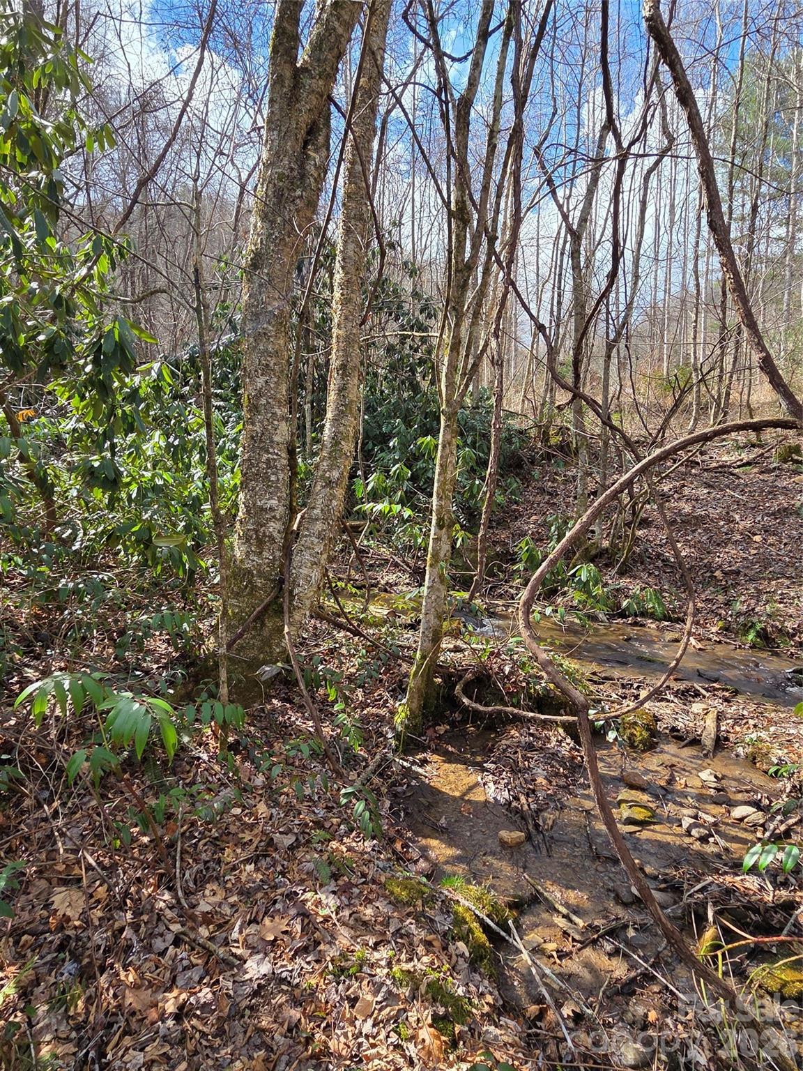 0 Laurel Branch Road Waynesville, NC 28785 - Photo 8 of 13 Gallery Image 8