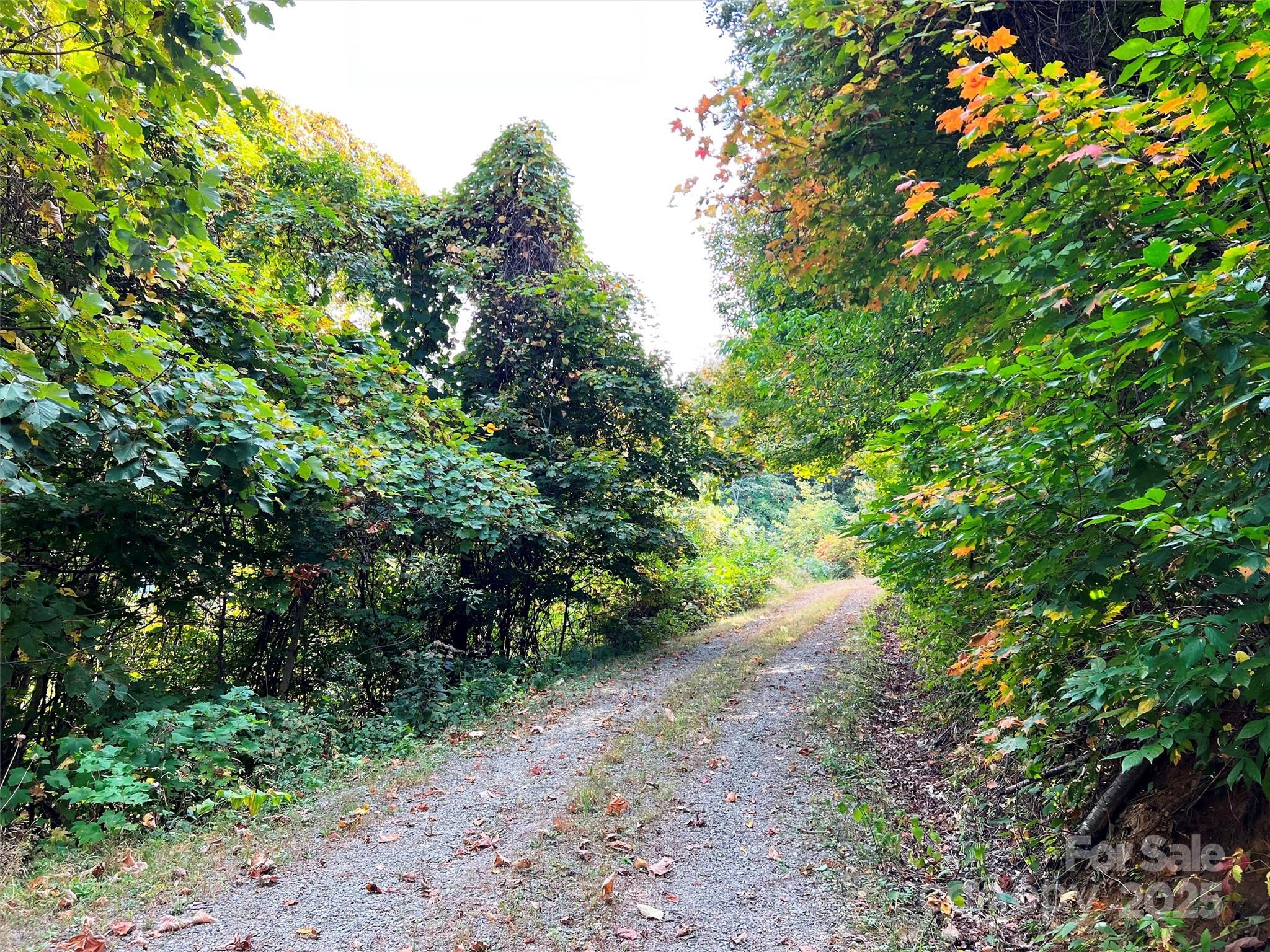 0 Ellenberger Drive, Unit 401 Waynesville, NC 28785 - Photo 7 of 8 a view of a forest with trees in the background