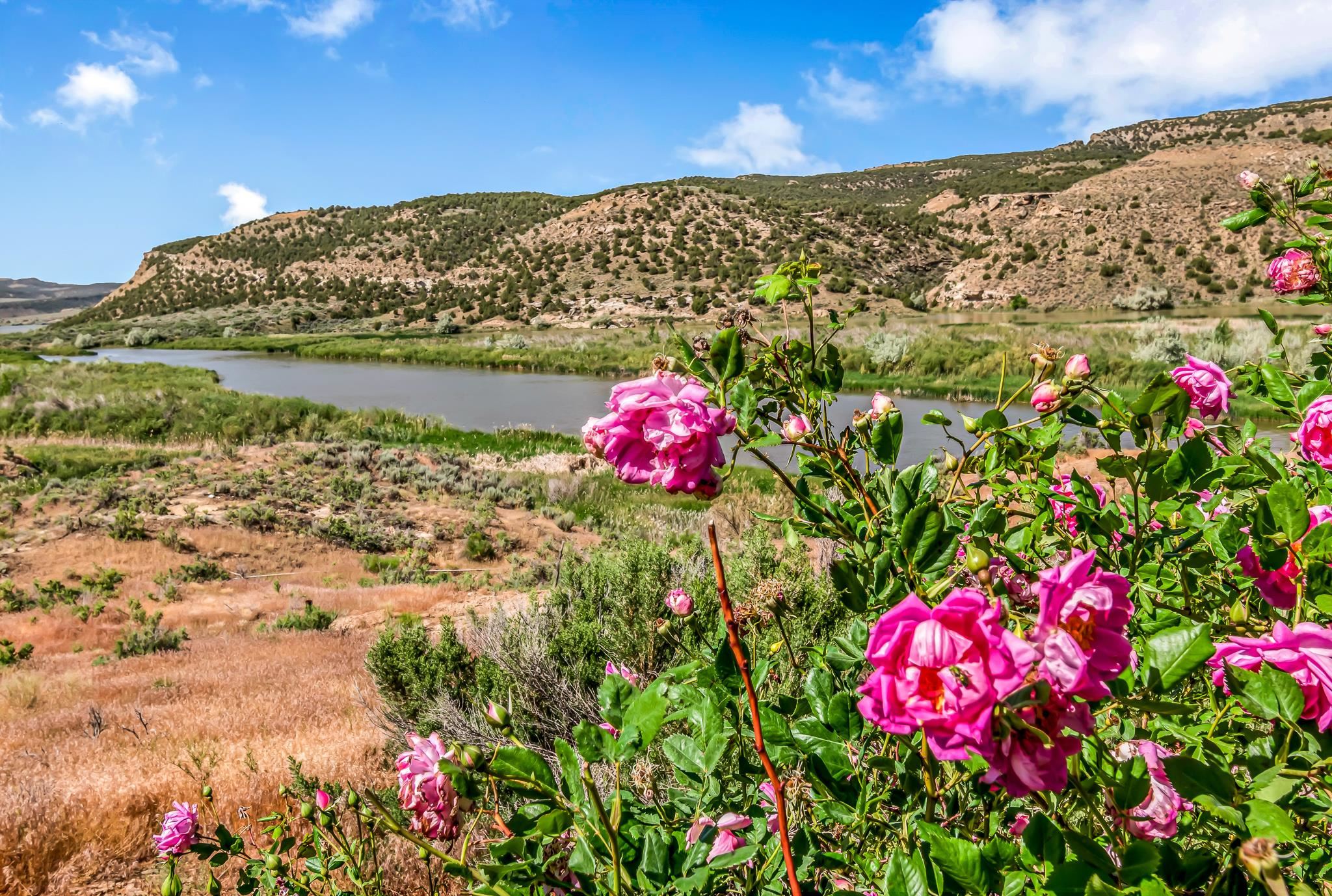 24591 Highway 64 Rangely, CO 81648 - Photo 31 of 42 a view of a flower