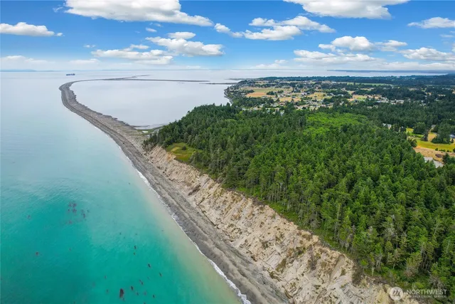 a road view with tall trees