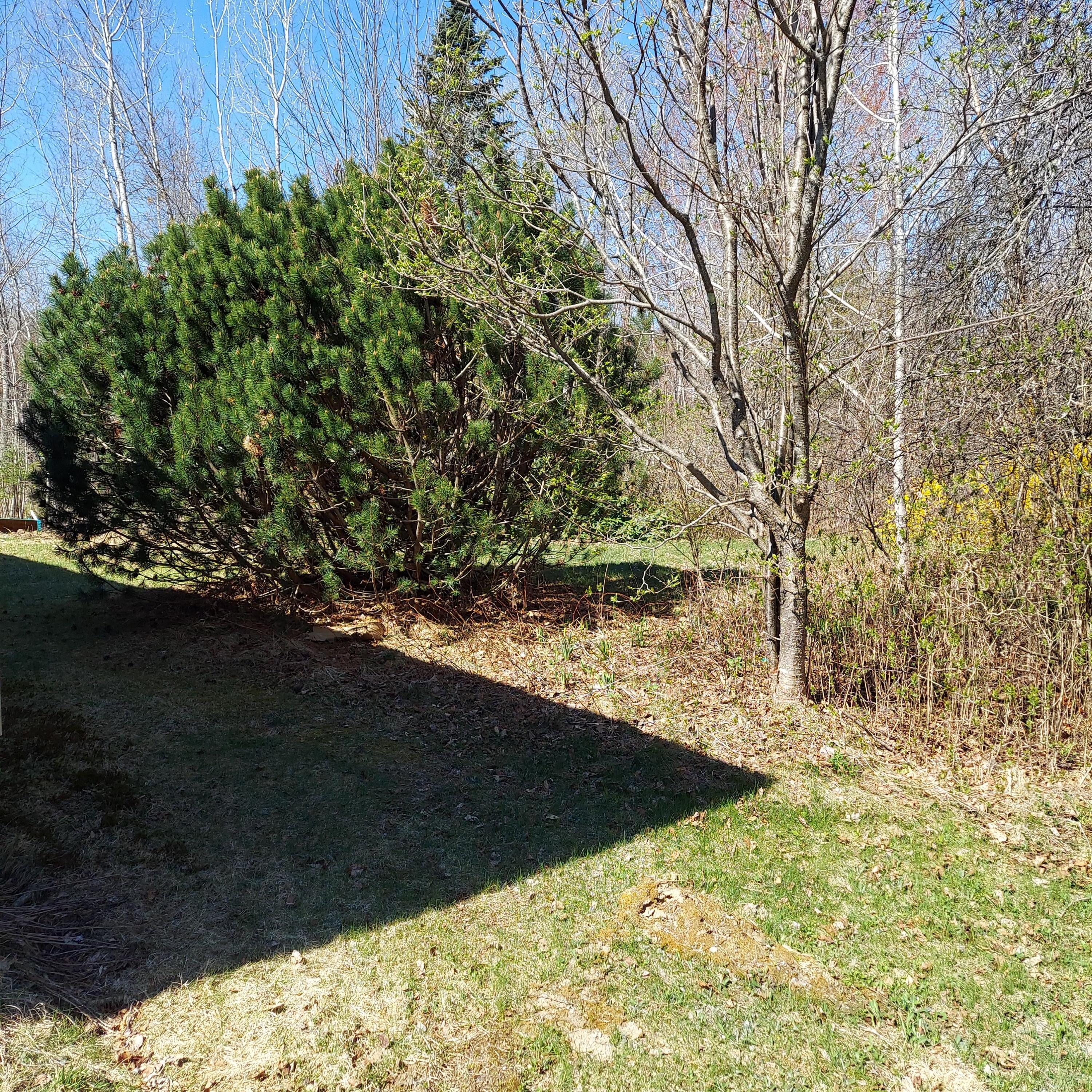 335 Swan Road New Sharon, ME 04955 - Photo 30 of 31 Back Lawn