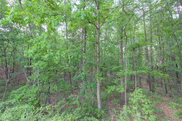 a view of a forest with a street
