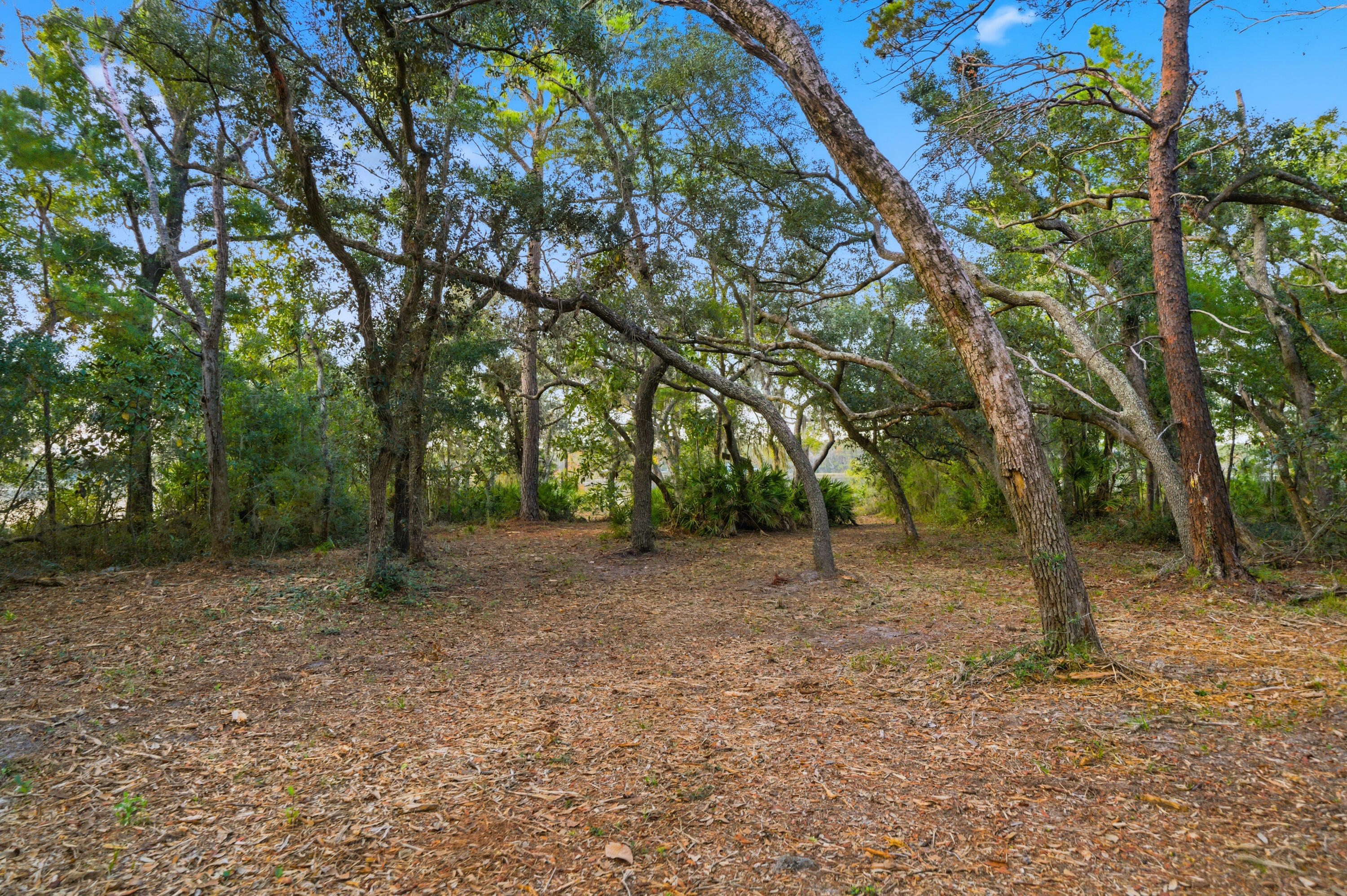 Lot 9 Holly Point Road Freeport, FL 32439 - Photo 6 of 14 a view of a forest with trees in the background