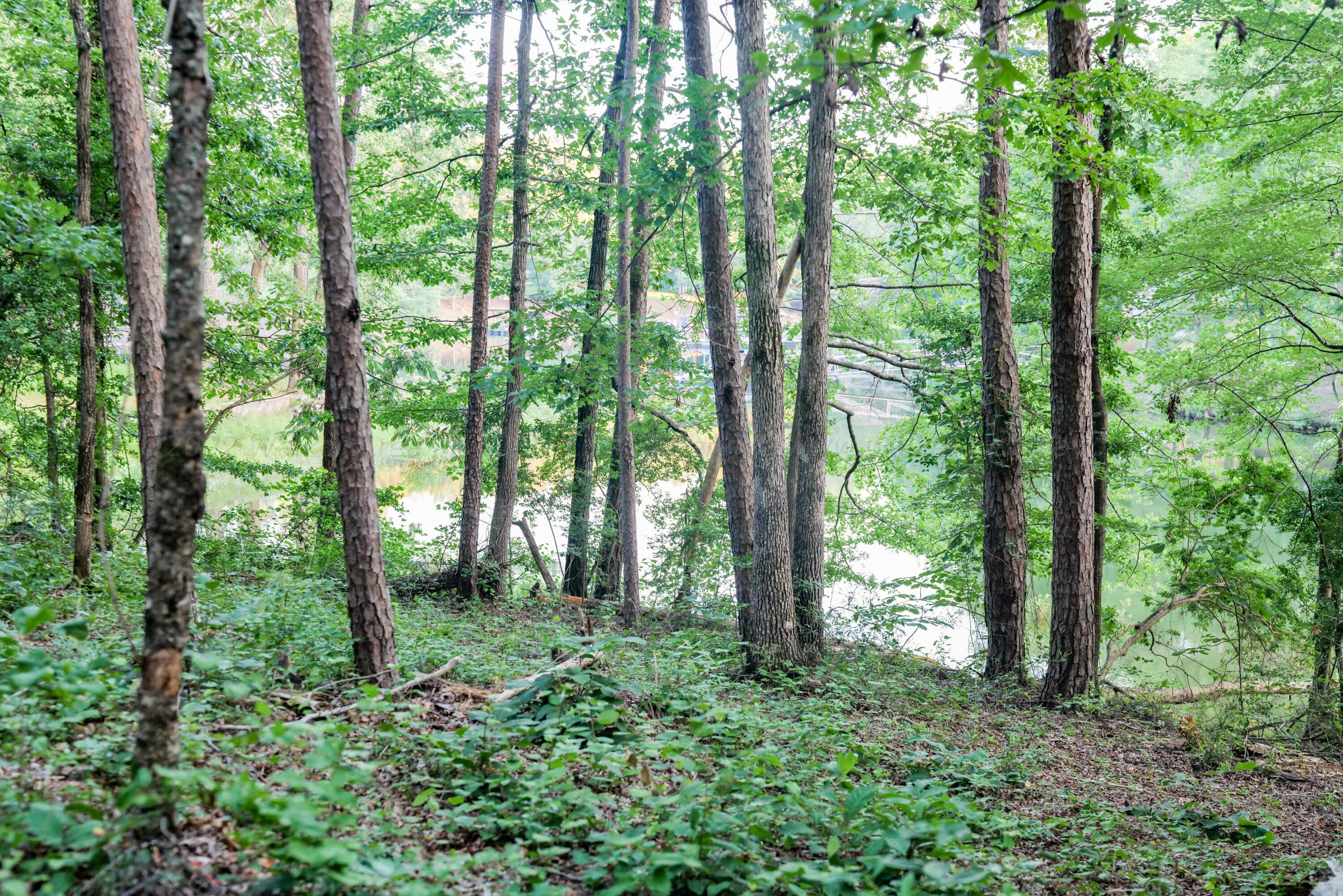 Lot 2 Pinedale Shores Road Jasper, AL 35503 - Photo 6 of 24 Gallery Image 6