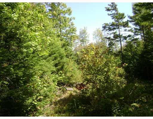 9 Old Rte 201 Jackman, ME 04945 - Photo 2 of 8 Land/Lot. Interior with mixed growth