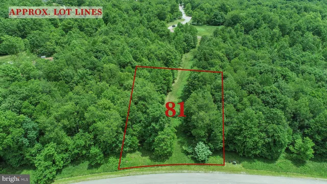 a view of a tree in a lush green field