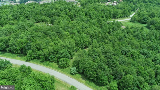 a view of a lush green space
