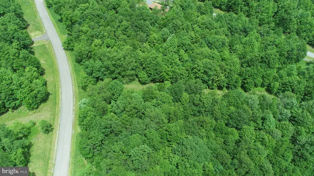 a view of a lush green forest