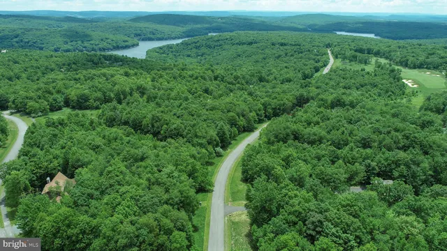 a view of a lush green forest with lots of trees