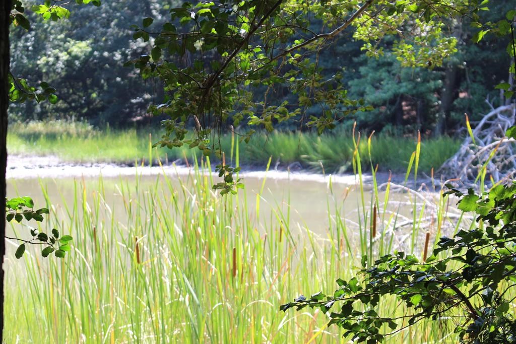 Lot 14 Hideaway Cove Road, Unit 14 Exmore, VA 23350 - Photo 5 of 16